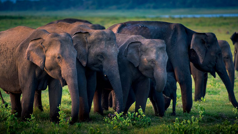 Udawalawe elephants