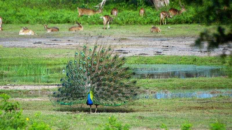 Yala national park