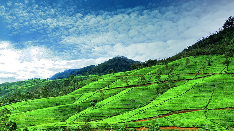 Nuwara Eliya tea plantation