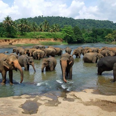 Elephants